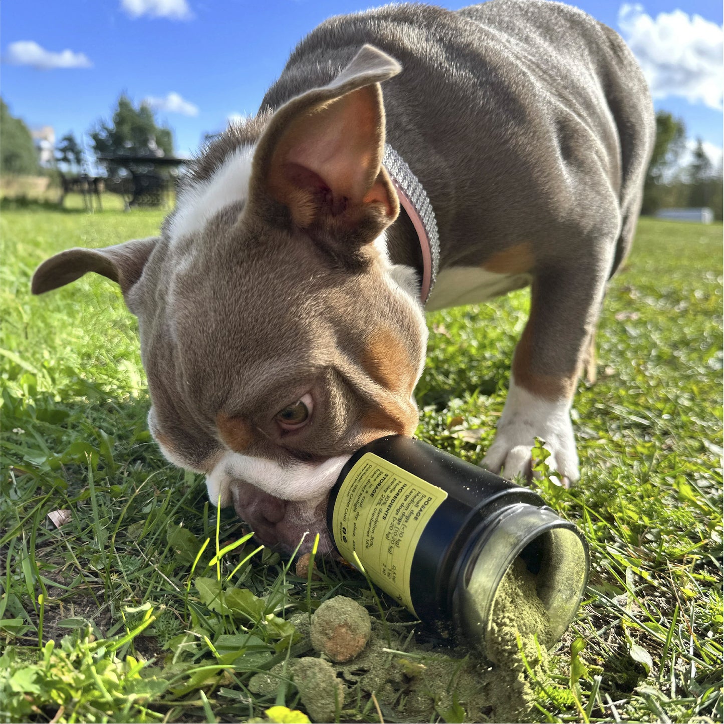 Papildai odai ir kailiui šunims