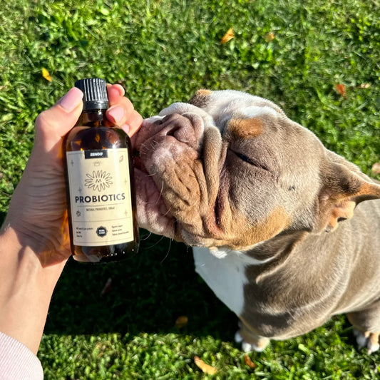 Probiotikai šunims: kaip pagerinti augintinio sveikatą ir virškinimą?